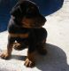 Doberman Pinscher Puppies for sale in Asheville, NC, USA. price: $300