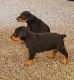 Doberman Pinscher Puppies for sale in Dayton, OH, USA. price: NA