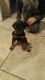 Doberman Pinscher Puppies for sale in Lexington, NC 27292, USA. price: NA