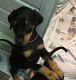 Doberman Pinscher Puppies for sale in Missiouri CC, Elsberry, MO 63343, USA. price: NA