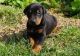 Doberman Pinscher Puppies for sale in Troutville, VA 24175, USA. price: $300