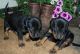 Doberman Pinscher Puppies for sale in Minnesota St, St Paul, MN 55101, USA. price: NA