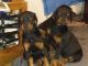 Doberman Pinscher Puppies for sale in Massachusetts Ave, Boston, MA, USA. price: NA