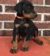 Doberman Pinscher Puppies for sale in Birmingham, AL, USA. price: $350