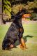 Doberman Pinscher Puppies for sale in San Marcos, CA, USA. price: NA