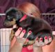 Doberman Pinscher Puppies for sale in AR-98, Emerson, AR 71740, USA. price: NA