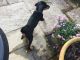 Doberman Pinscher Puppies for sale in California Ave, South Gate, CA 90280, USA. price: NA
