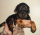 Doberman Pinscher Puppies for sale in Waco, TX, USA. price: NA