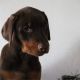 Doberman Pinscher Puppies for sale in Canton, OH, USA. price: NA
