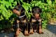 Doberman Pinscher Puppies for sale in CA-111, Niland, CA 92257, USA. price: NA