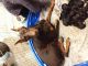 Doberman Pinscher Puppies for sale in Candler, NC 28715, USA. price: $750