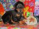 Doberman Pinscher Puppies for sale in London, KY, USA. price: NA