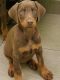 Doberman Pinscher Puppies for sale in Spring Hill, FL, USA. price: $700