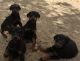 Doberman Pinscher Puppies for sale in Aliso Viejo, CA, USA. price: NA