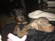 Doberman Pinscher Puppies for sale in Asheville, NC, USA. price: NA