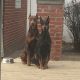Doberman Pinscher Puppies for sale in Detroit, MI, USA. price: $500