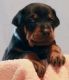 Doberman Pinscher Puppies for sale in Jackson, MS, USA. price: NA