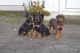 Doberman Pinscher Puppies for sale in Peachtree Rd NE, Atlanta, GA, USA. price: NA