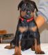 Doberman Pinscher Puppies for sale in New Haven, MI 48050, USA. price: NA