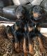 Doberman Pinscher Puppies for sale in Madison, WI, USA. price: NA