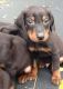 Doberman Pinscher Puppies for sale in Ringgold, GA 30736, USA. price: $350
