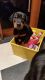 Doberman Pinscher Puppies for sale in Washington, DC, USA. price: $475