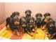 Doberman Pinscher Puppies for sale in Koramangala, Bengaluru, Karnataka, India. price: 15000 INR