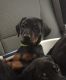 Doberman Pinscher Puppies for sale in Lorain, OH, USA. price: NA