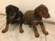 Doberman Pinscher Puppies for sale in Detroit, MI, USA. price: $750