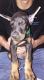 Doberman Pinscher Puppies for sale in Cartersville, GA, USA. price: NA