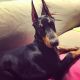 Doberman Pinscher Puppies for sale in Mt Pleasant, PA 15666, USA. price: $1,600