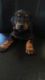 Doberman Pinscher Puppies for sale in Clarksville, TN 37040, USA. price: NA