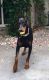 Doberman Pinscher Puppies for sale in Volusia County, FL, USA. price: $2,500
