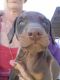 Doberman Pinscher Puppies for sale in Spring City, TN 37381, USA. price: $650