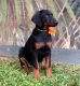 Doberman Pinscher Puppies for sale in Sebring, FL 33875, USA. price: $1,200