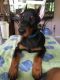 Doberman Pinscher Puppies for sale in Hollywood, FL 33021, USA. price: NA