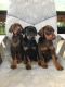 Doberman Pinscher Puppies for sale in Vallejo, CA 94589, USA. price: NA