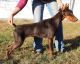 Doberman Pinscher Puppies for sale in Dexter, MO 63841, USA. price: NA