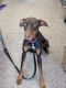Doberman Pinscher Puppies for sale in White House, TN, USA. price: NA