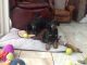 Doberman Pinscher Puppies for sale in St. Louis, MO, USA. price: NA