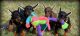 Doberman Pinscher Puppies for sale in 58503 Rd 225, North Fork, CA 93643, USA. price: NA