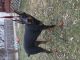 Doberman Pinscher Puppies for sale in Maple Heights, OH, USA. price: NA