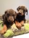 Doberman Pinscher Puppies for sale in Addison, TX, USA. price: NA