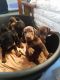 Doberman Pinscher Puppies for sale in Grangeville, ID 83530, USA. price: NA