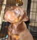 Doberman Pinscher Puppies for sale in Redding, CA, USA. price: $1,500