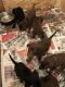 Doberman Pinscher Puppies for sale in Pasadena, CA 91101, USA. price: NA