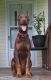Doberman Pinscher Puppies for sale in Lake City, FL, USA. price: NA