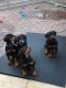 Doberman Pinscher Puppies for sale in Anchorage, AK, USA. price: $500