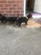 Doberman Pinscher Puppies for sale in Massachusetts Ave, Cambridge, MA, USA. price: NA