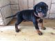 Doberman Pinscher Puppies for sale in Bloomfield Ave, Bloomfield, CT 06002, USA. price: NA